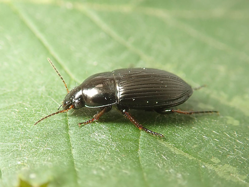 Carabidae: quale Harpalus? Amara fulvipes